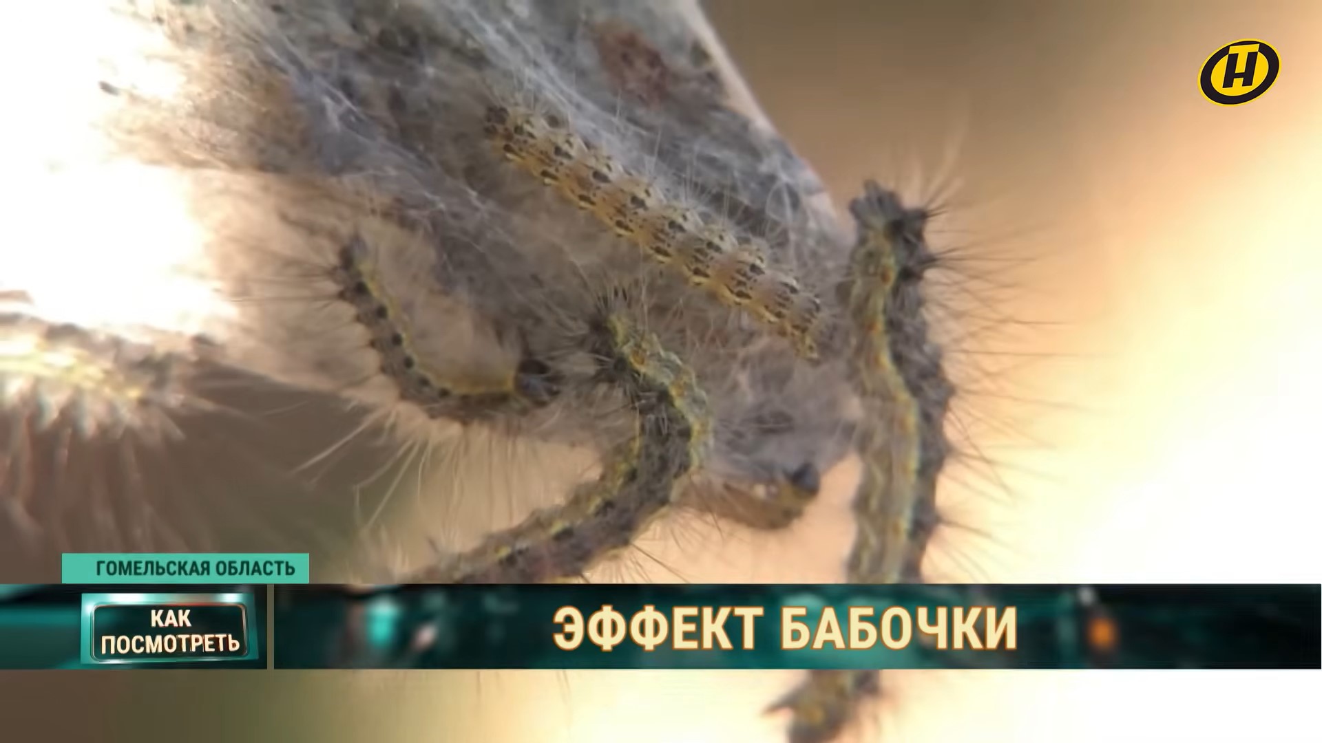 бабочки в гомельской обалсти