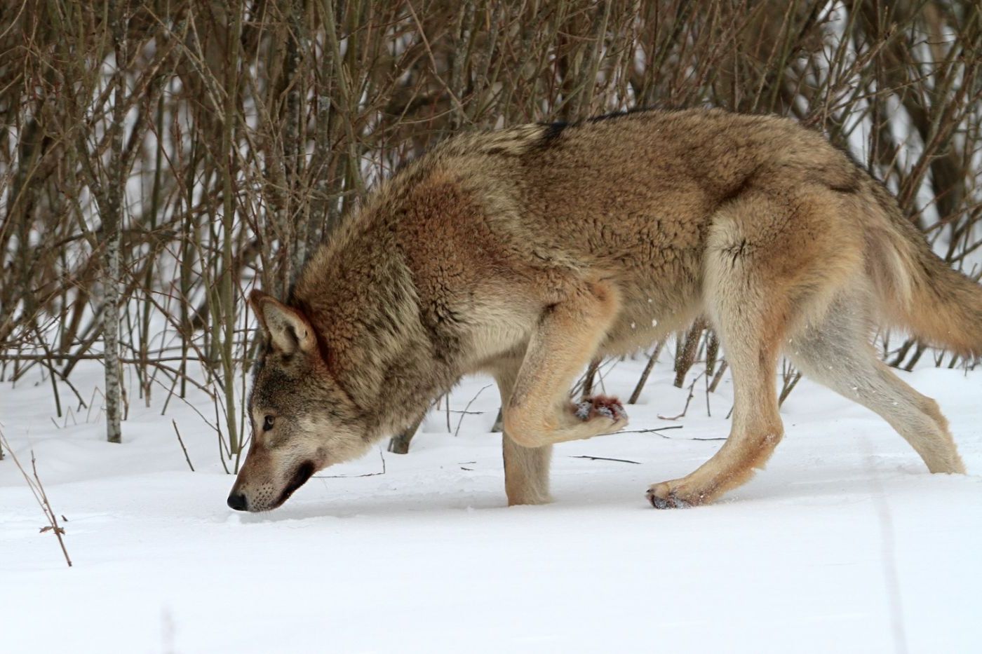 11-Волчица в зоне отселения идет по следу.jpg