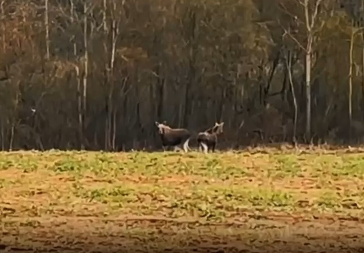 лосята на трассе М-3 Минск-Витебск