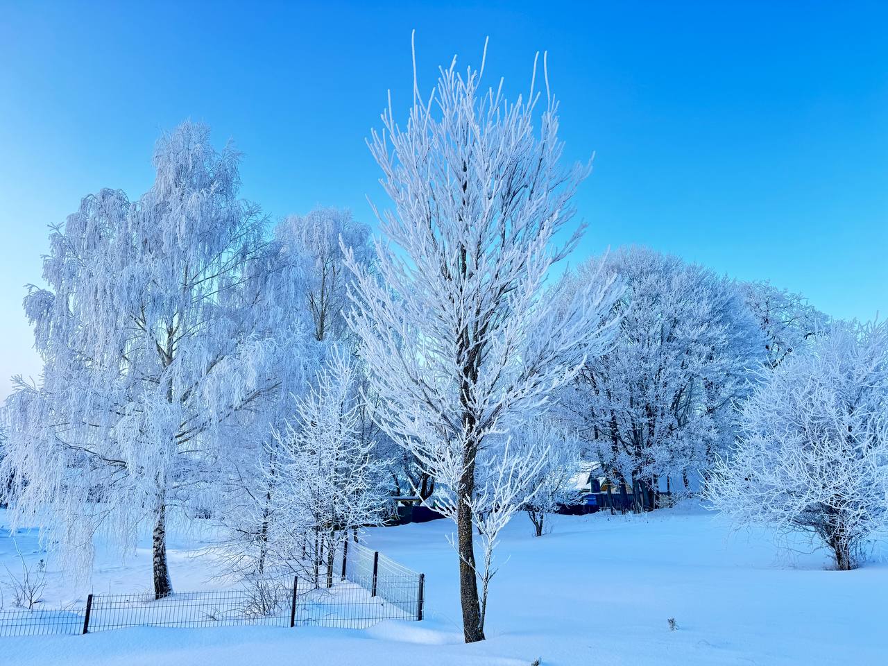 деревья при сильном морозе