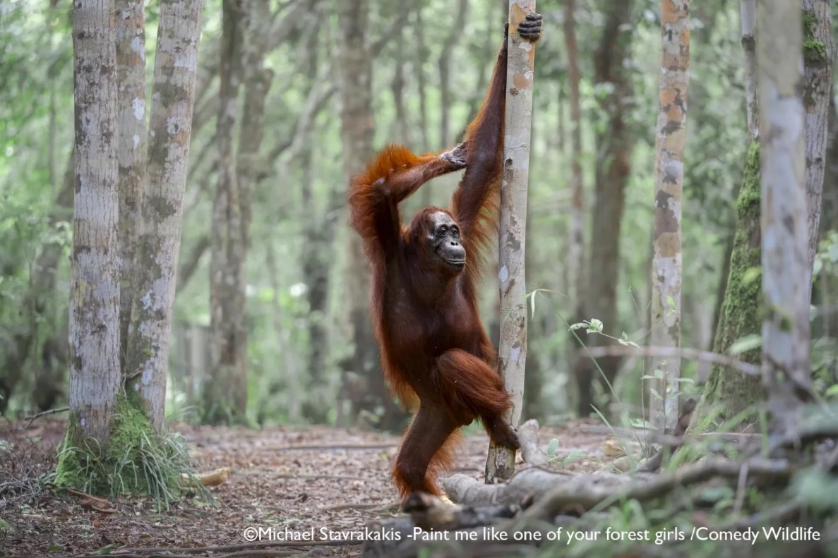 Shirali dumba fotosuratlari