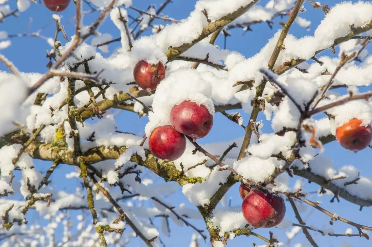 яблоня зимой