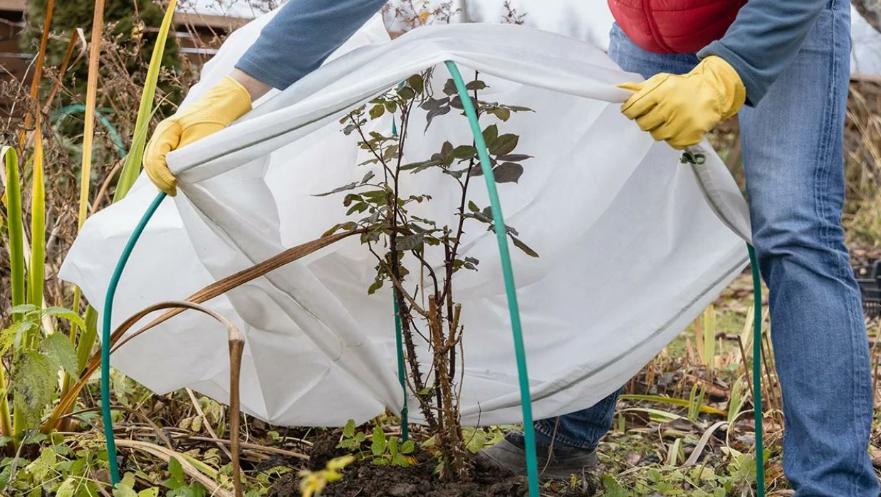 Укрытие растений