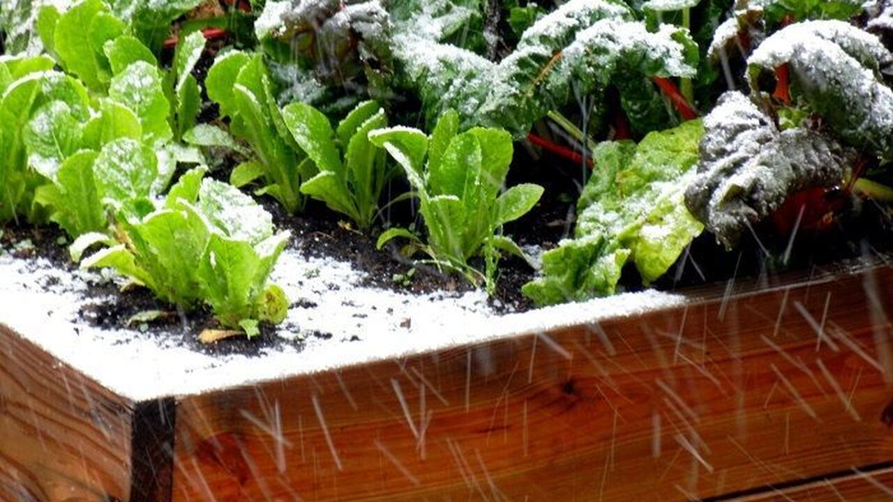 посадки в снегу