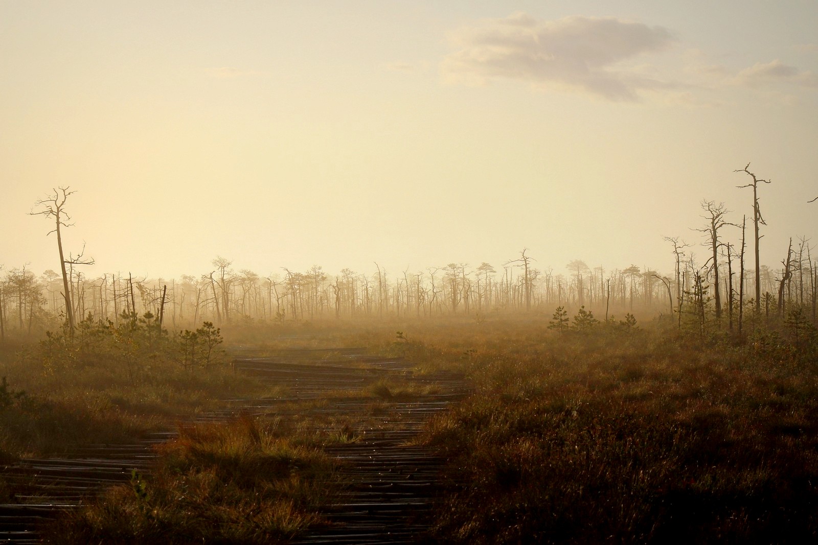 1-Рассвет на болоте Ельня.jpg