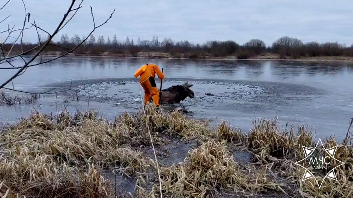 спасение лося-скриншот