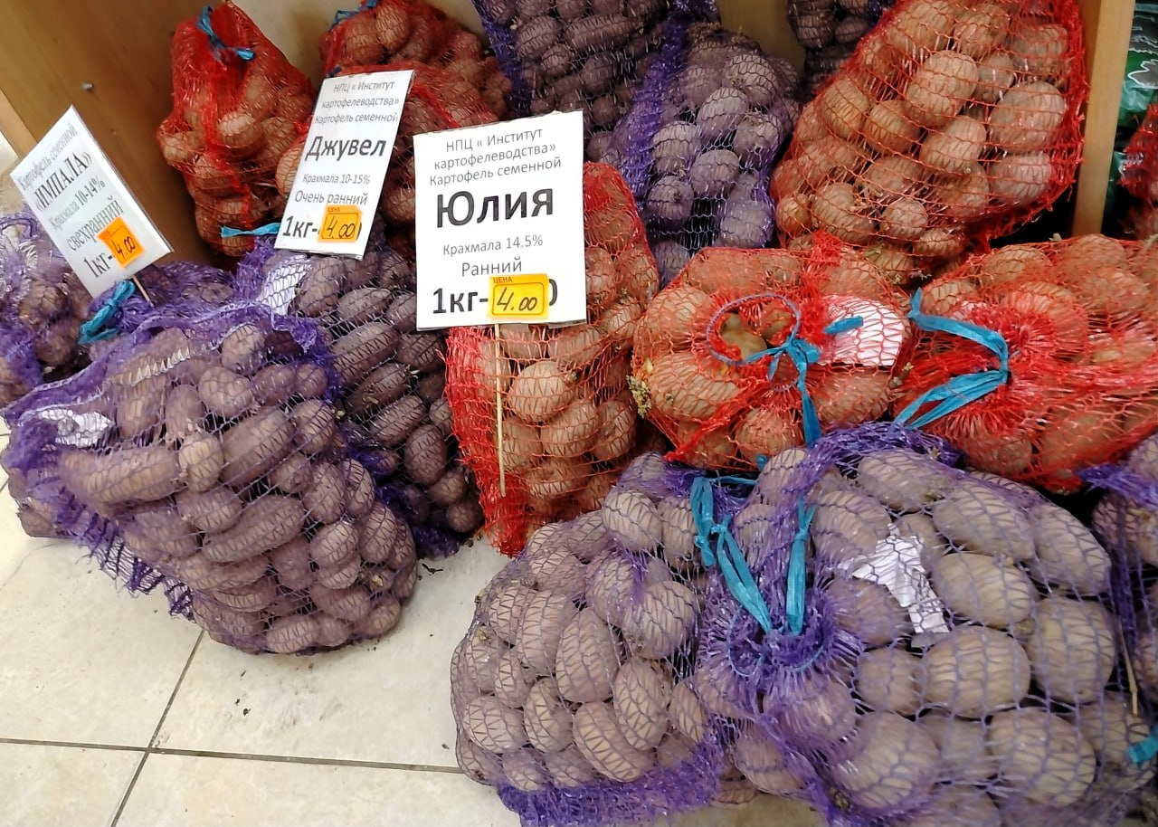 Картошка в магазинах Гомельщины