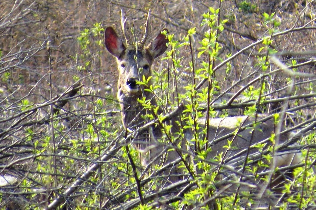 3-Косуля за ветками.jpg