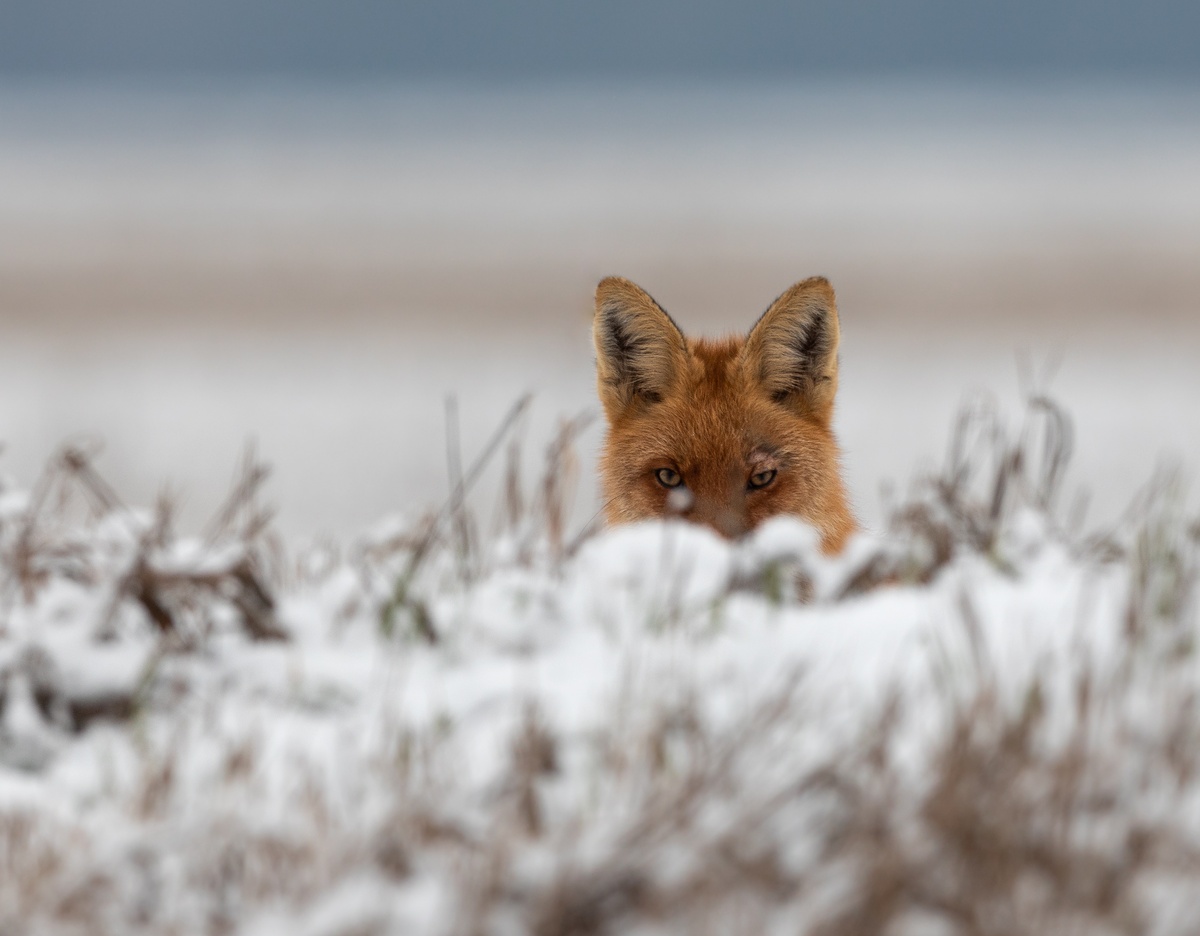Наблюдатель_Пакалевич Владимир.jpg