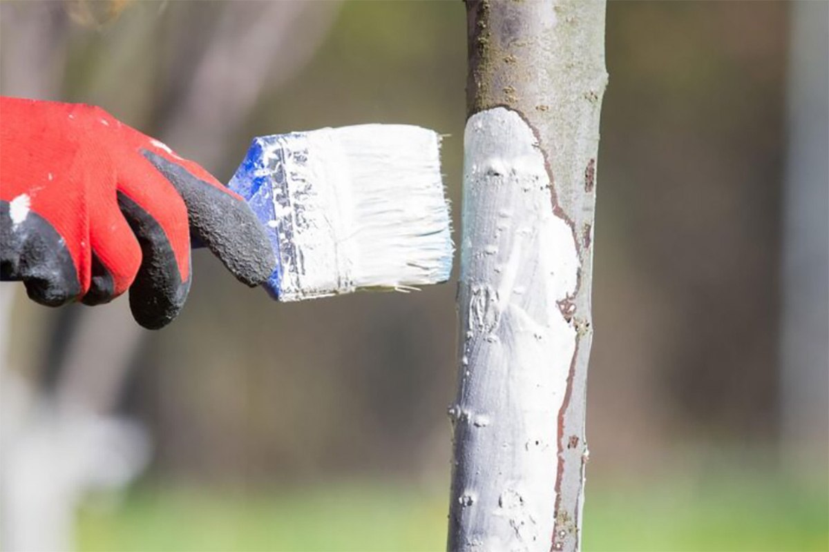 белим дерево белим дерево