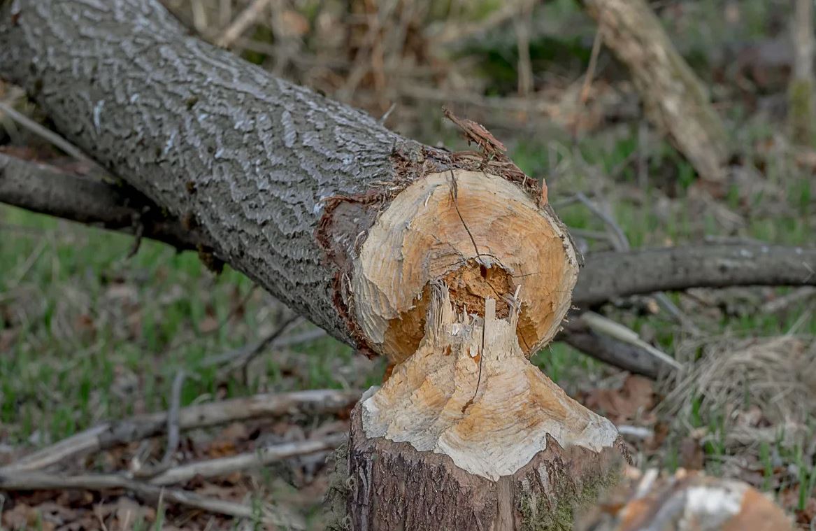 дерево дерево.jpg