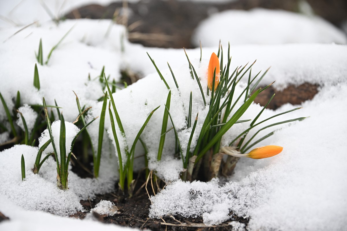 цветы под снегом цветы под снегом.jpg