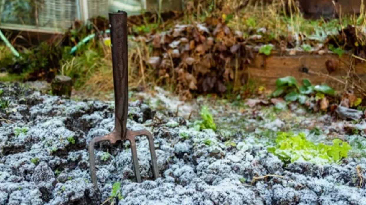 вилы в земле