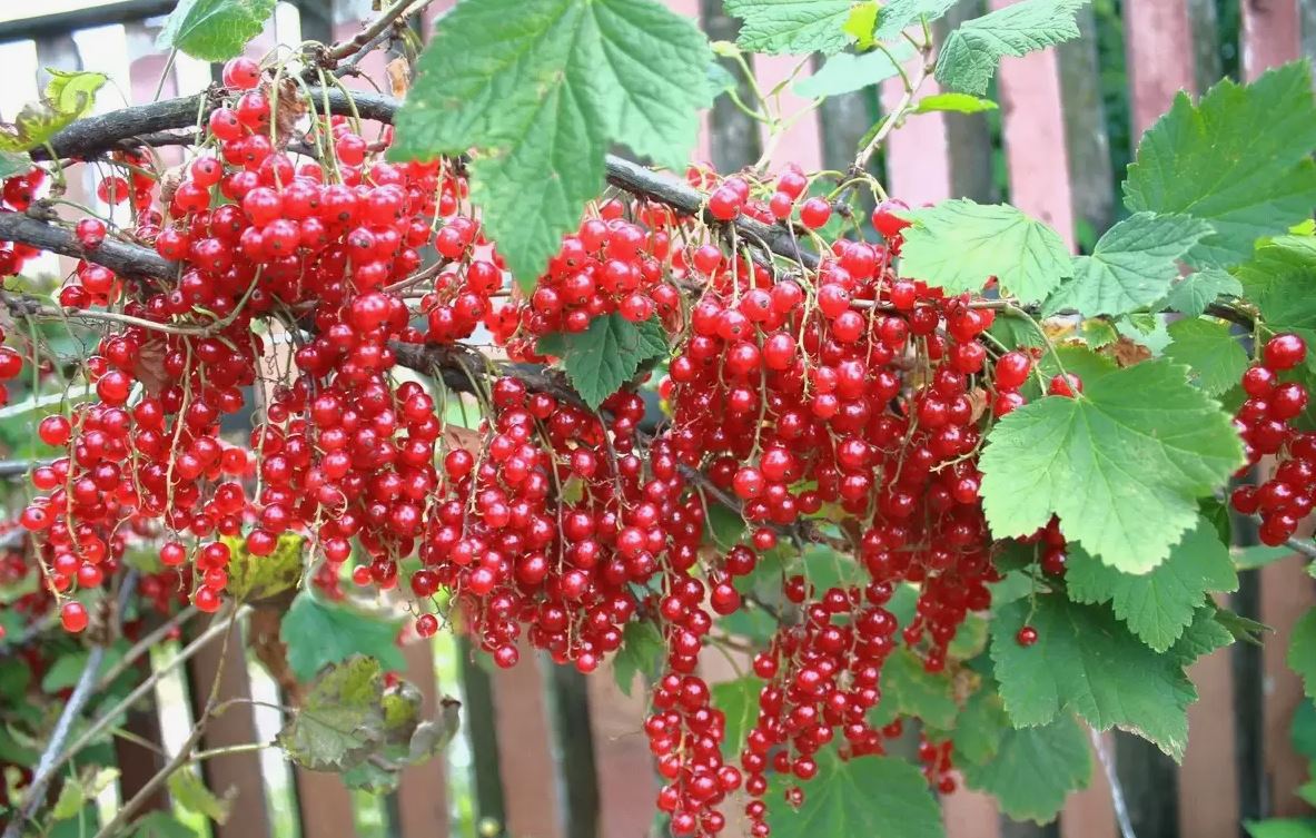 красная смородина