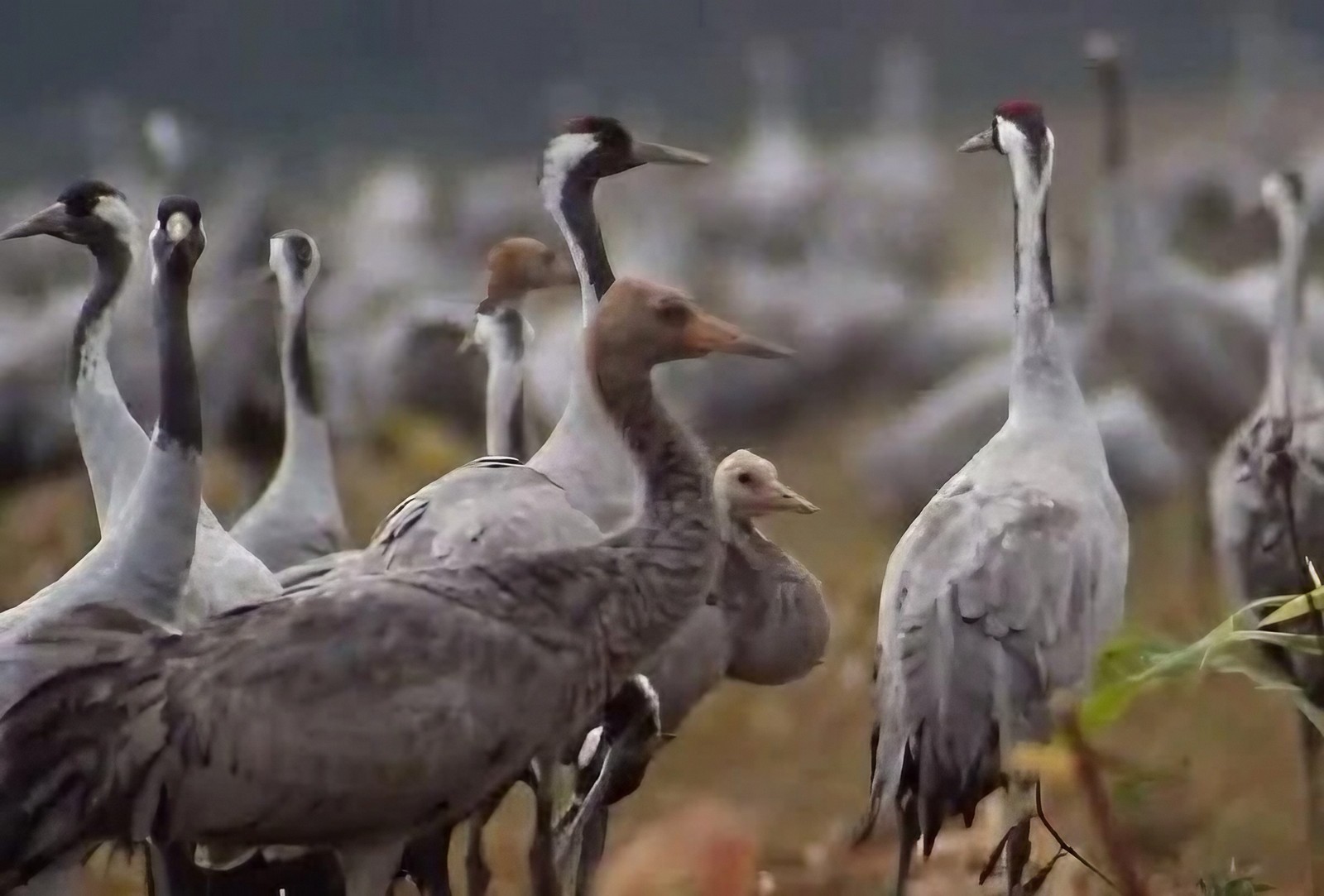 12-Серые журавли.jpeg