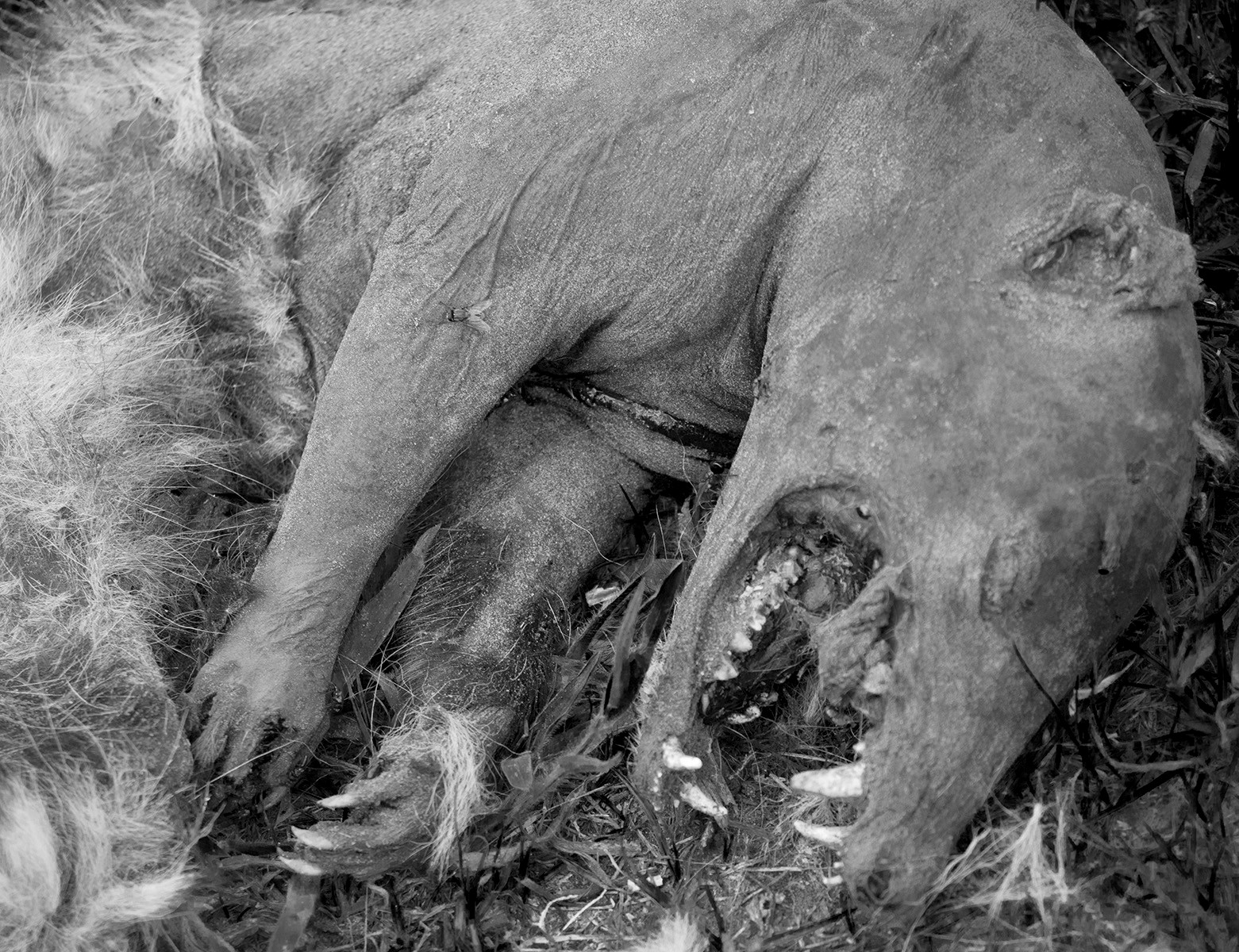 8-Чупакабра сбитая автомобилем на трассе во Флориде (США).jpg