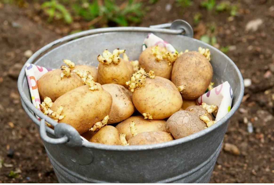 картошка картошка