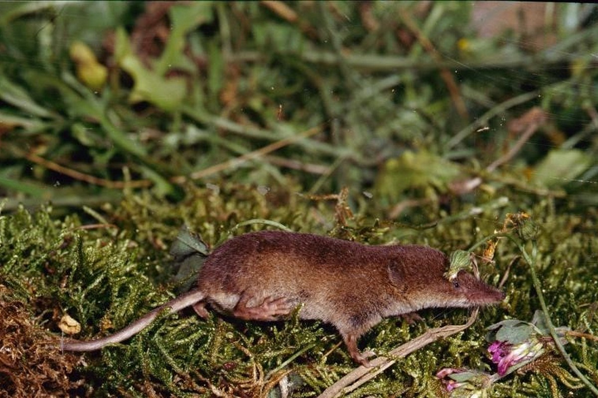 Обыкновенная бурозубка 3.jpg
