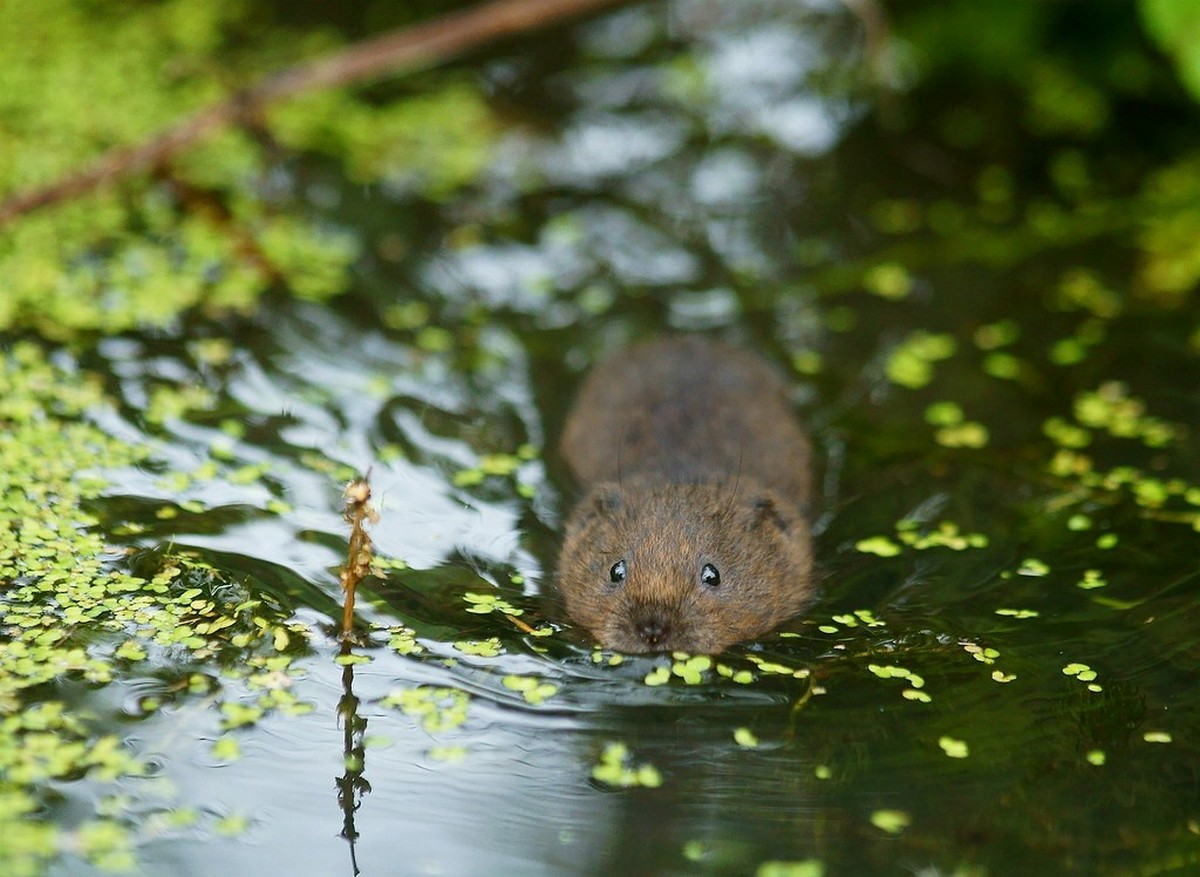 Водяная полевка 5.jpg