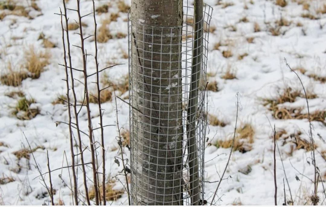 защита дерева защита дерева.jpg