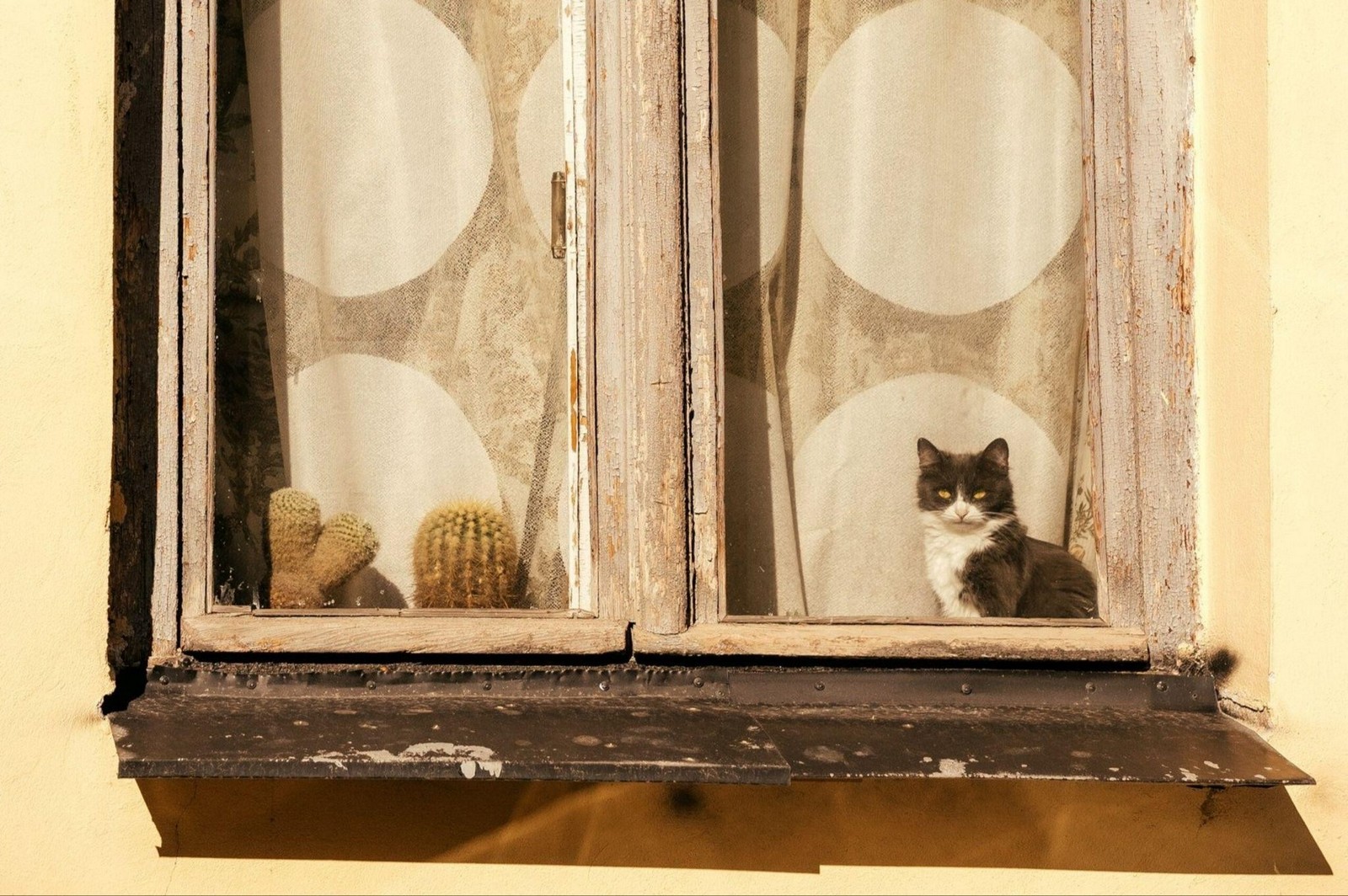 16-Усатый житель Осмоловки в окне.jpg