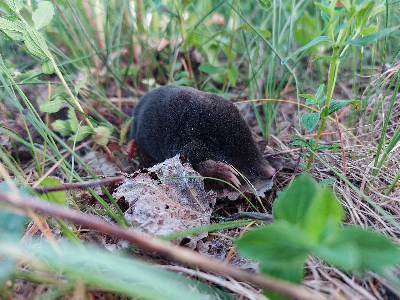 Крот Шугалевская