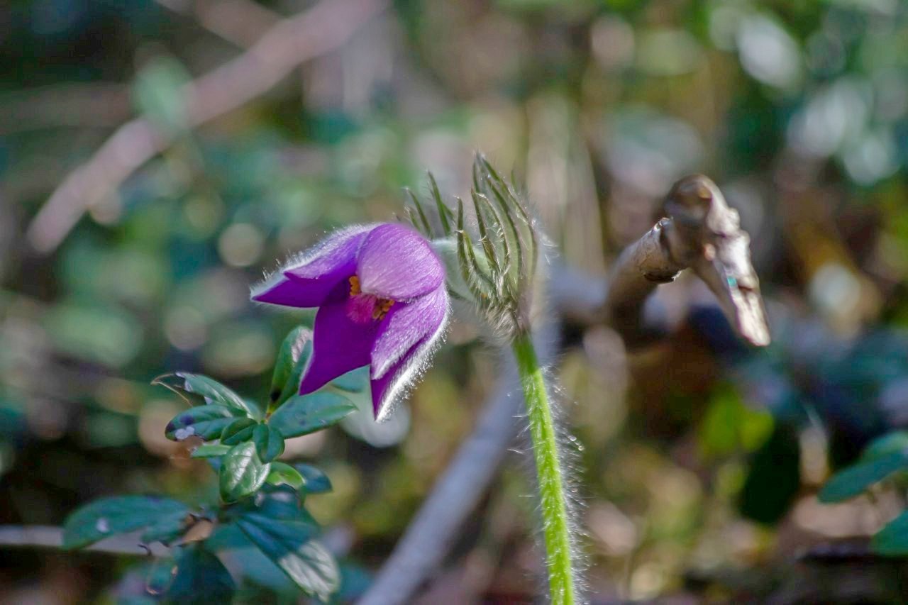 Прострел раскрытый сон-трава 2.jpg