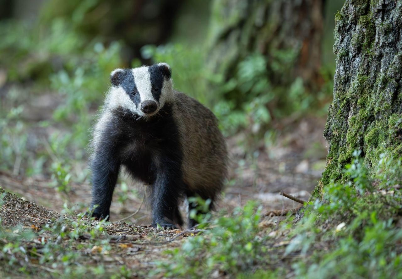 16-Барсук в лесу.jpg