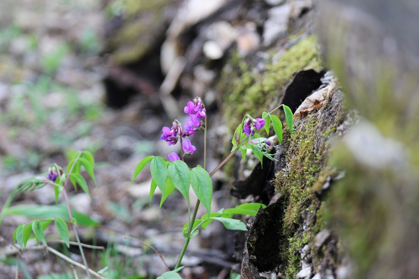 Сочевичник весенний 2.jpg