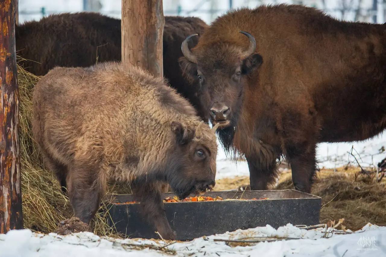 семейство зубров