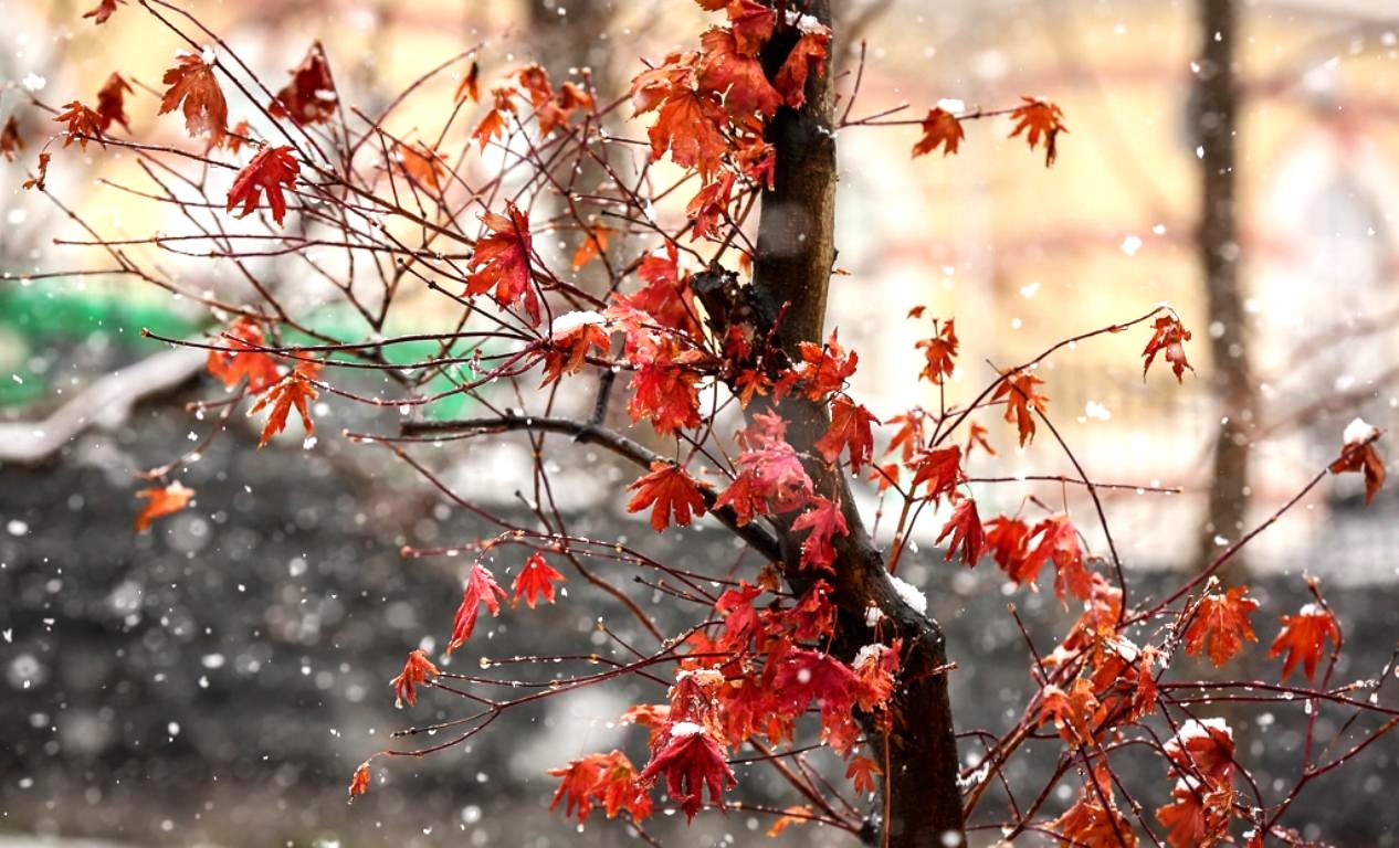 Мокрый снег осенью