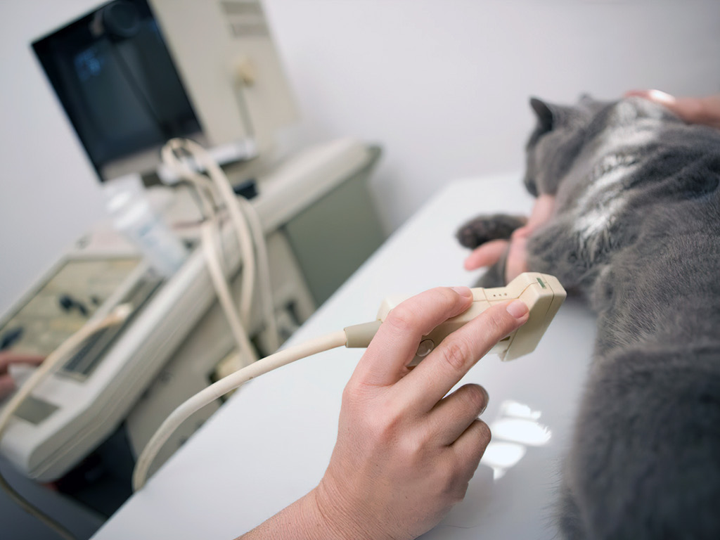 Кошке делают УЗИ