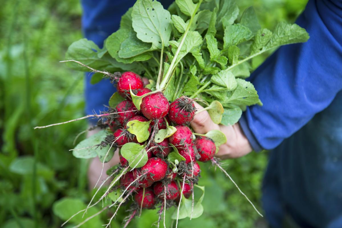 редис редис 2.jpg