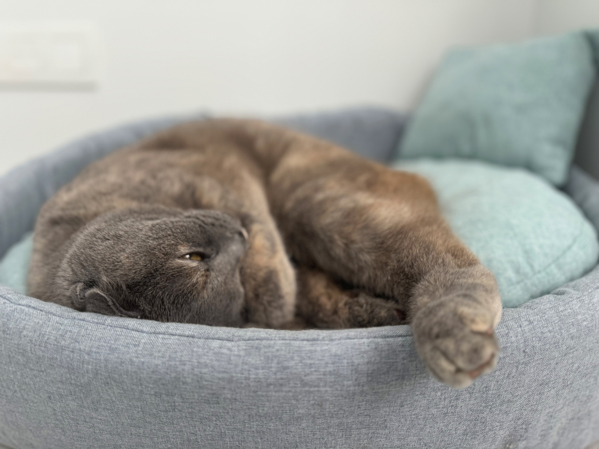 Дом с питомцами 6.jpeg