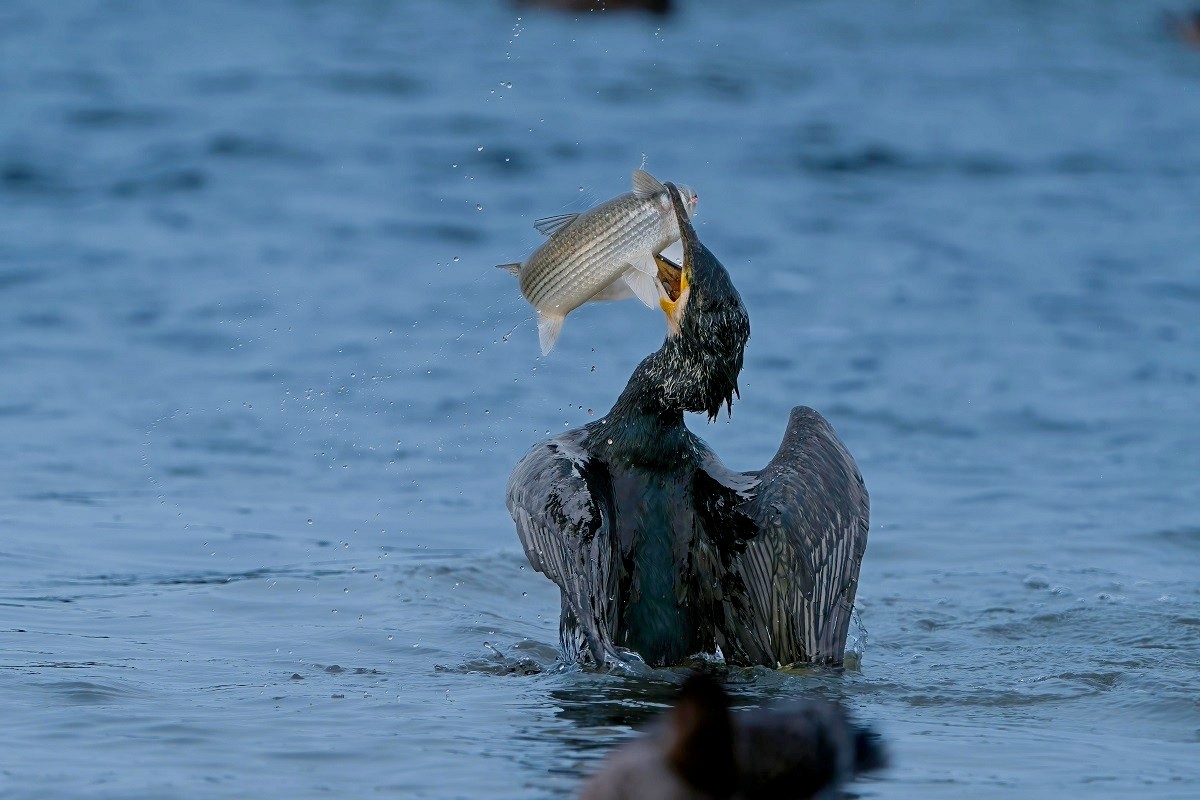 9-Баклан глотает рыбу.jpg