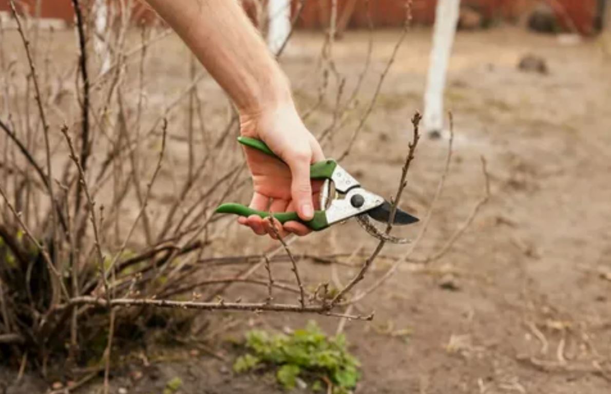 обрезка деревьев
