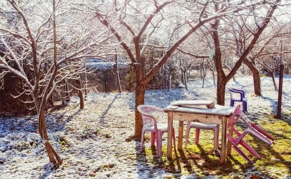 зима в саду