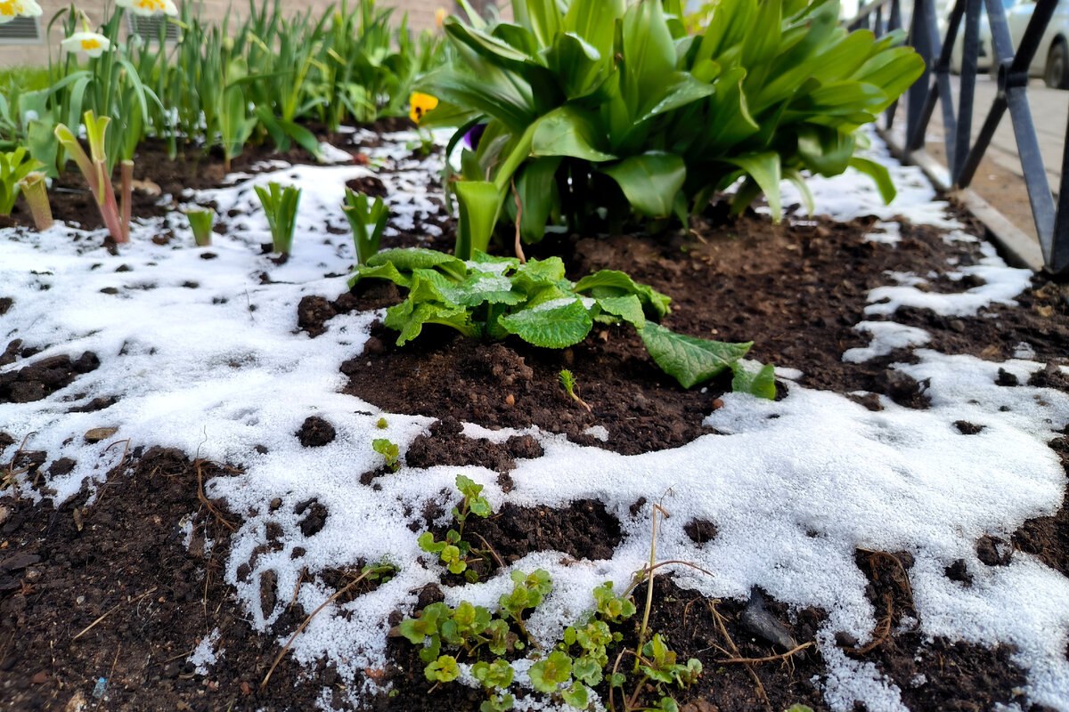 заморозки заморозки