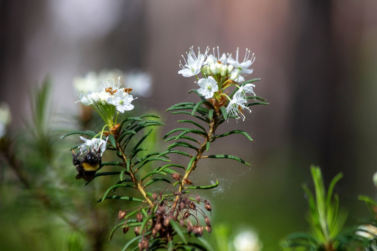 Багульник болотный 1.jpg