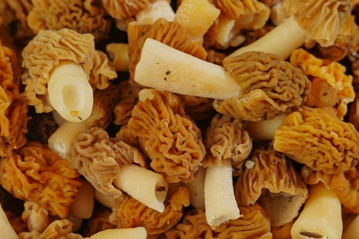 8-Сморчковая шапочка.jpg