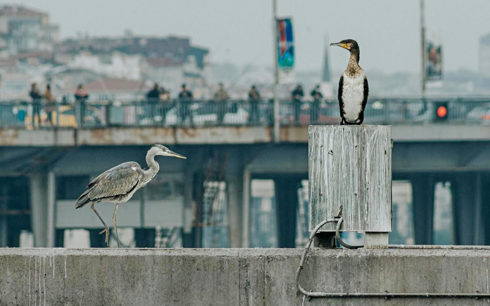 8-Цапля и баклан.jpg