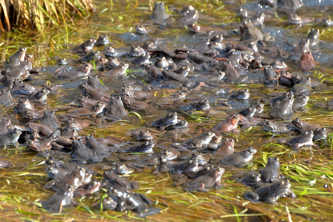 Спаривание травяных лягушек