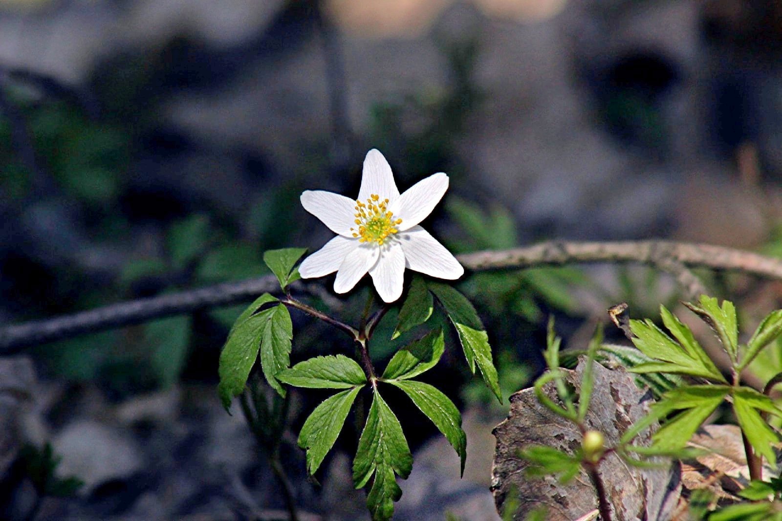 Ветреница дубравная 3.jpg