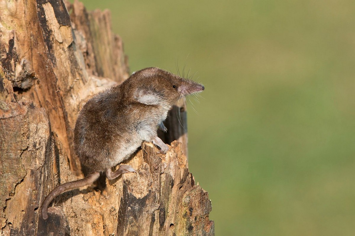 Крошечная бурозубка 1.jpg