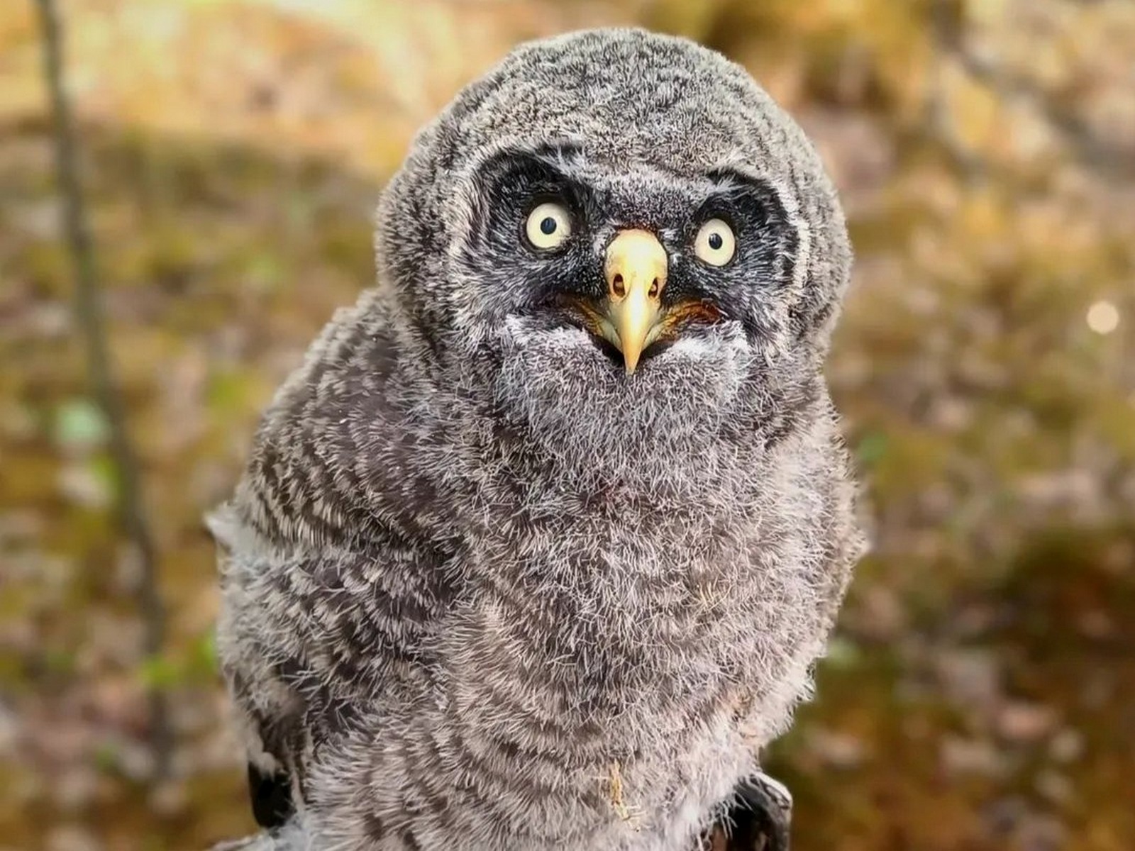 17-Птенец бородатой неясыти.jpg