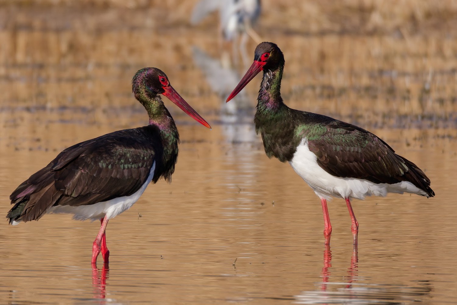 5-Черные аисты.jpg