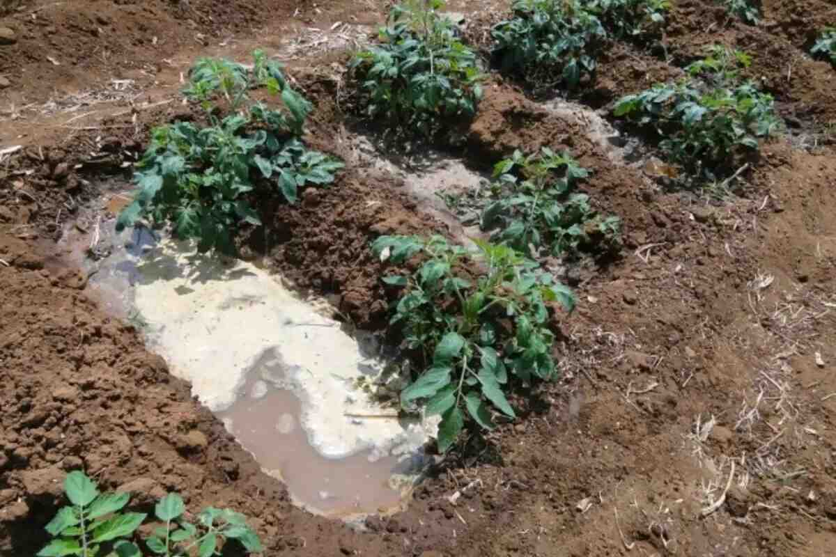 затопило грядки