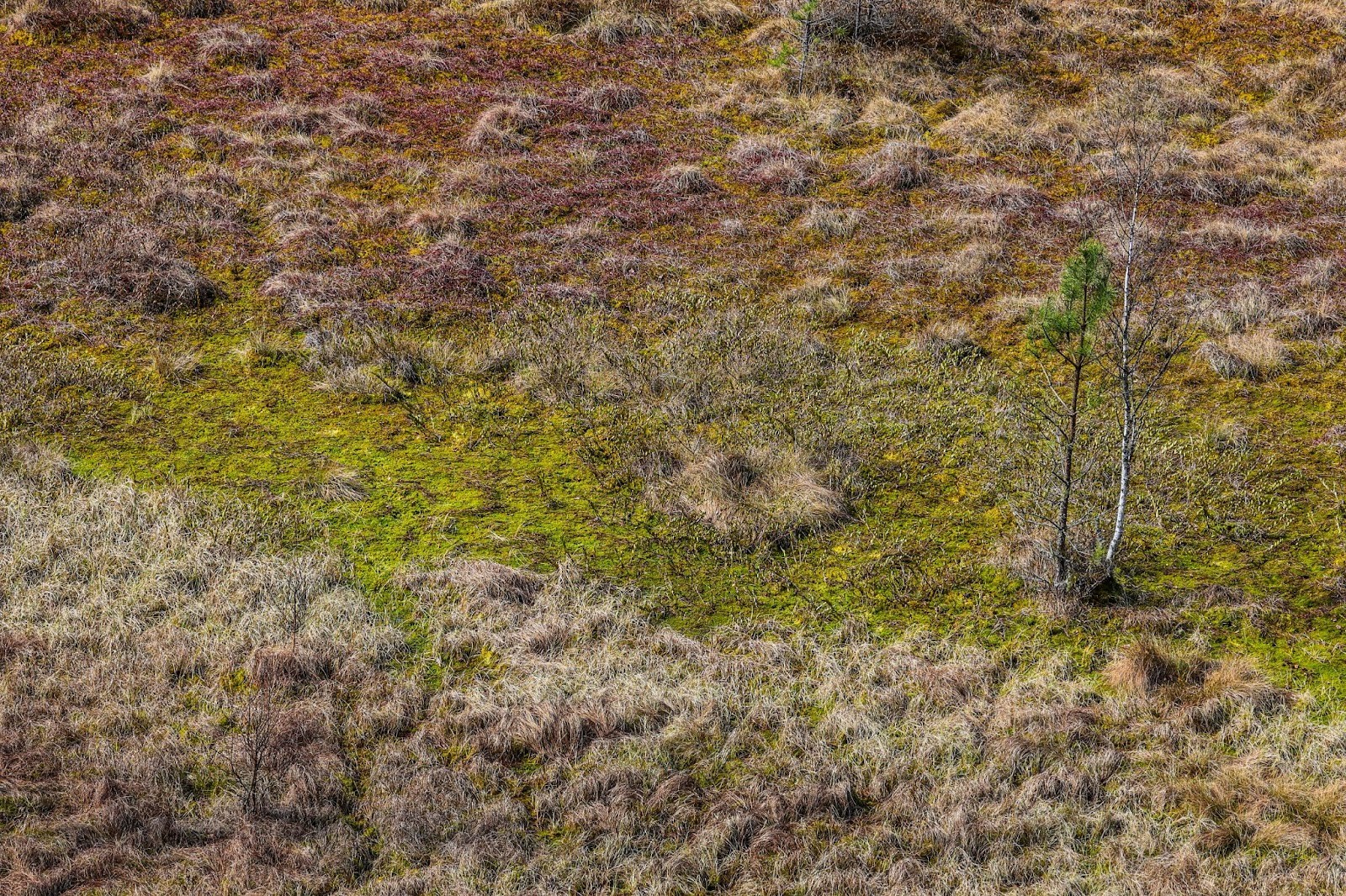 24-Верховое болото Березинского заповедника.jpg