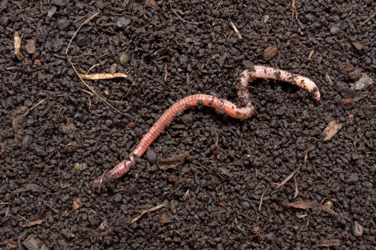 дождевой червь в земле