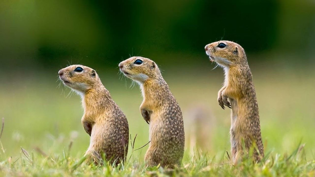 Крапчатый суслик 7.jpg